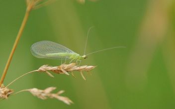 Zlatoočko - klikněte pro zobrazení detailu Zlatoočko - klikněte pro zobrazení detailu