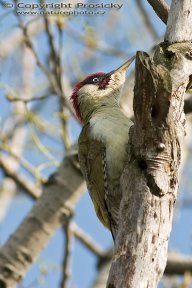 Žluna zelená - Picus viridis: Plaché stvoření, které v lese spíše než…