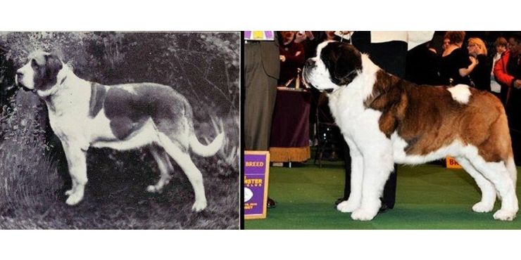 zobrazit detail snímku: Jak se za 100 let změnil bernardýn