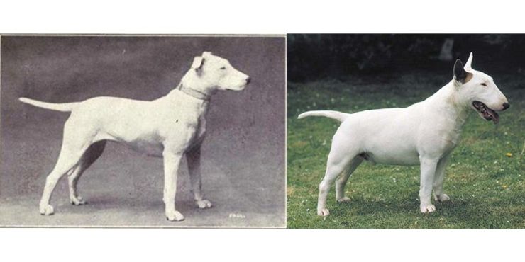 zobrazit detail snímku: Jak se za 100 let změnil bulteriér