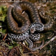 Zmije obecná - Vipera berus: Tento nádherný plachý had je jediný jedovatý…