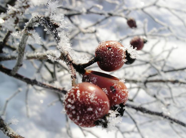 zobrazit detail snímku: Zmrzlé šípky