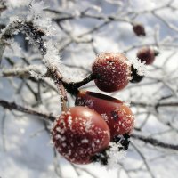 Zmrzlé šípky - klikněte pro zobrazení detailu