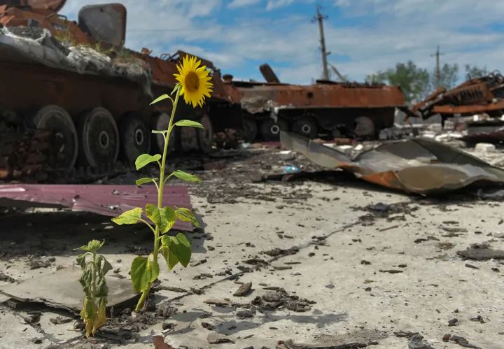 Ukrajinská slunečnice a zničená ruská vojenská technika. - klikněte pro zobrazení detailu
