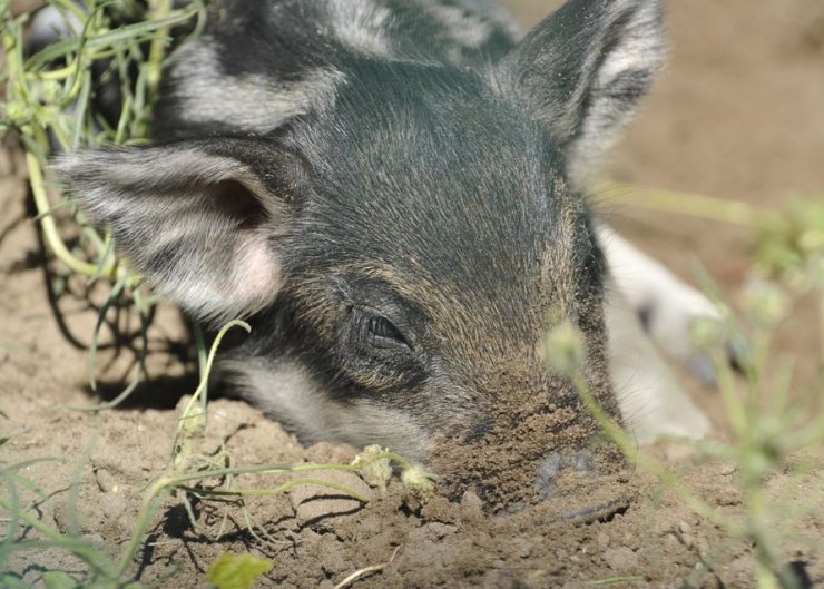zobrazit detail snímku: Mláďata ze ZOO