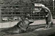 Leningradská zoologická zahrada během obležení města: Obležení Leningradu za Druhé světové války od…