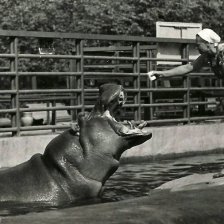 Hrošice Krasavica v leningradské ZOO