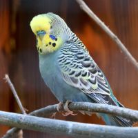 ZOO Děčín - andulka - klikněte pro zobrazení detailu