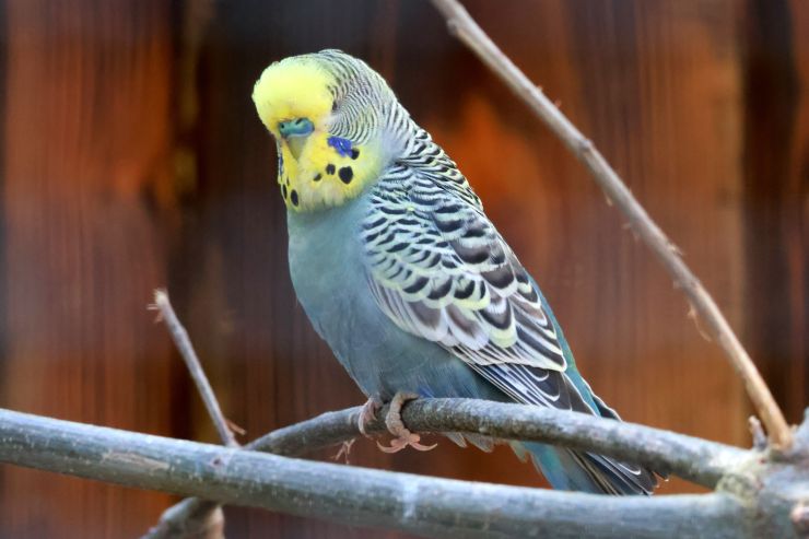 zobrazit detail snímku: ZOO Děčín - andulka