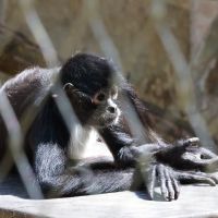 ZOO Děčín - chápan - klikněte pro zobrazení detailu