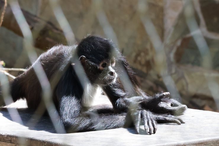 zobrazit detail snímku: ZOO Děčín - chápan