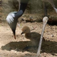 ZOO Děčín - Jeřáb panenský - klikněte pro zobrazení detailu