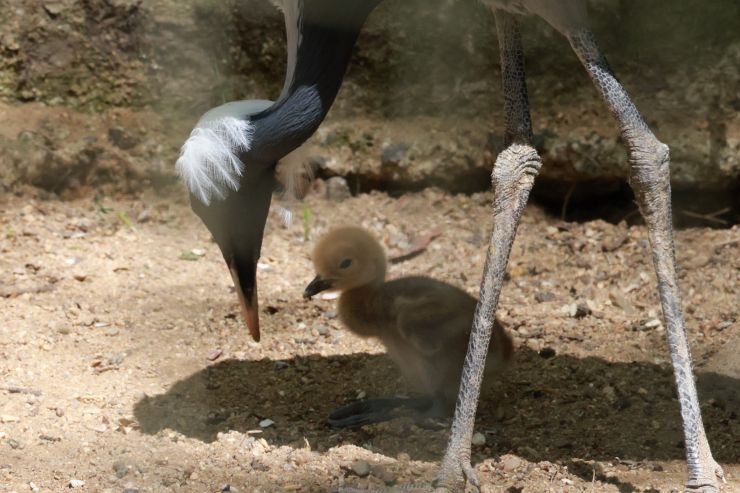 zobrazit detail snímku: ZOO Děčín - Jeřáb panenský