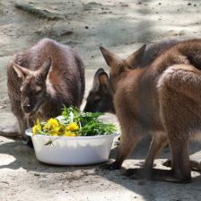 ZOO Děčín - klokani