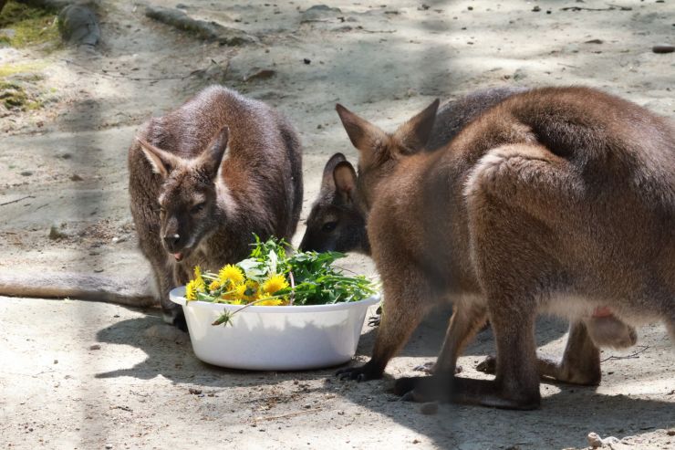 zobrazit detail snímku: ZOO Děčín - klokani