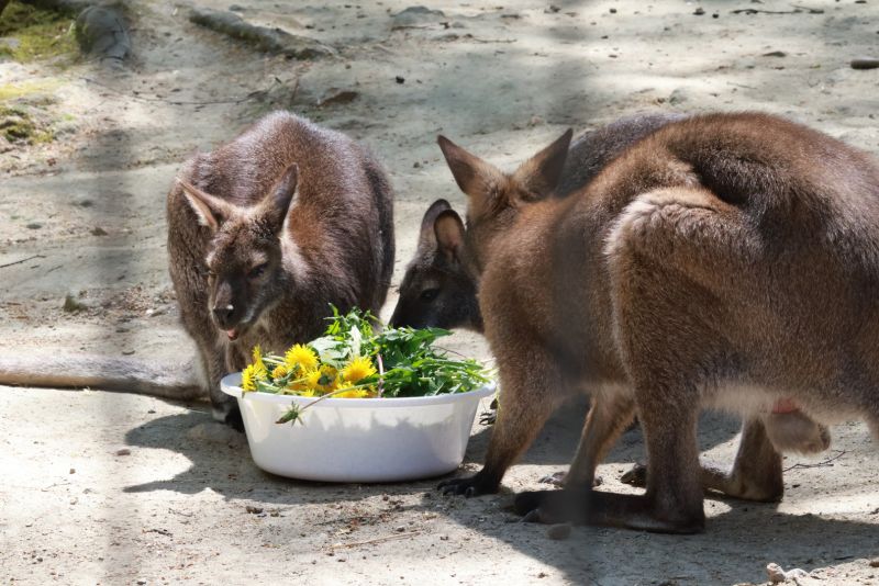 ZOO Děčín - klokani - klikněte pro zobrazení detailu ZOO Děčín - klokani - klikněte pro zobrazení detailu