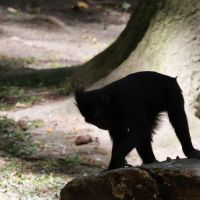 ZOO Děčín - makak - klikněte pro zobrazení detailu