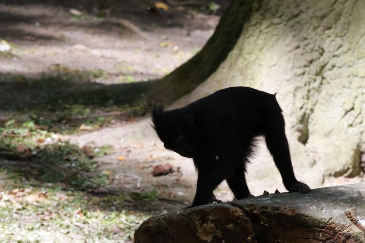 zobrazit detail snímku: ZOO Děčín - makak