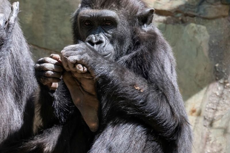 ZOO Děčín - makak - klikněte pro zobrazení detailu ZOO Děčín - makak - klikněte pro zobrazení detailu