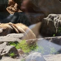 ZOO Děčín - Medvěd Kamčatský - klikněte pro zobrazení detailu