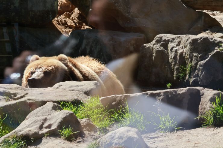 zobrazit detail snímku: ZOO Děčín - Medvěd Kamčatský