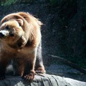 Recenze ZOO Děčín - lesopark  kde toho opravdu hodně uvidíte, zažijete a něco se přiučíte
