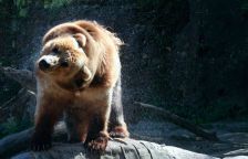 Recenze ZOO Děčín - lesopark  kde toho opravdu hodně uvidíte, zažijete a něco se přiučíte