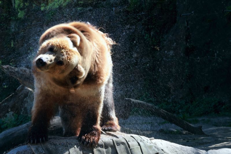 ZOO Děčín - Medvěd Kamčatský - klikněte pro zobrazení detailu ZOO Děčín - Medvěd Kamčatský - klikněte pro zobrazení detailu