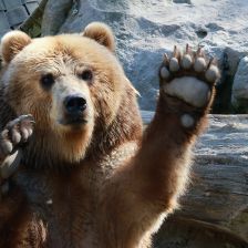 ZOO Děčín - Medvěd Kamčatský