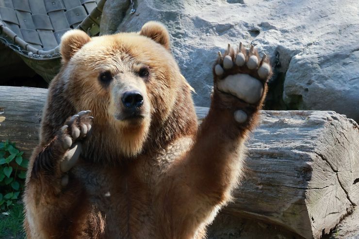 zobrazit detail snímku: ZOO Děčín - Medvěd Kamčatský