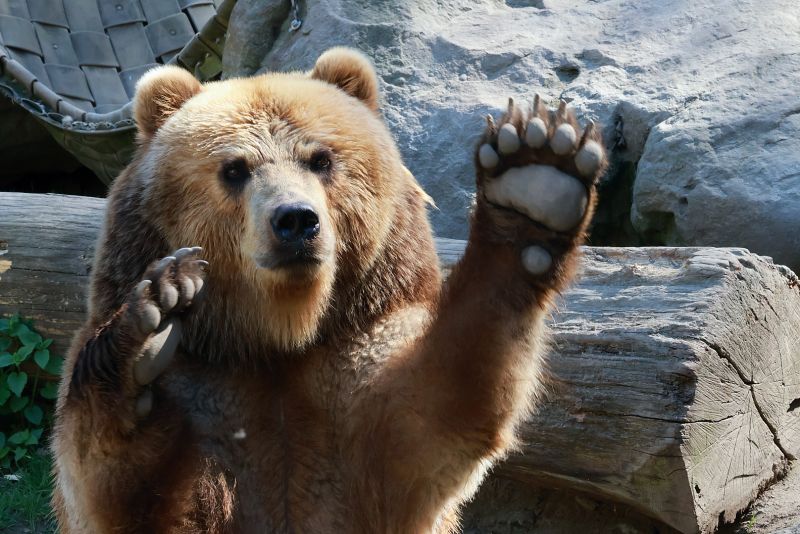 ZOO Děčín - Medvěd Kamčatský - klikněte pro zobrazení detailu ZOO Děčín - Medvěd Kamčatský - klikněte pro zobrazení detailu