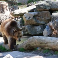 ZOO Děčín - Medvěd Kamčatský - klikněte pro zobrazení detailu