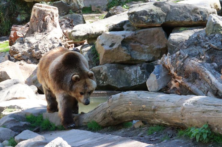 zobrazit detail snímku: ZOO Děčín - Medvěd Kamčatský