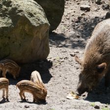 ZOO Děčín - prase divoké