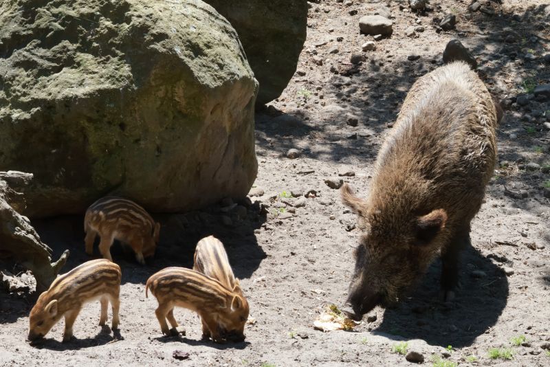 ZOO Děčín - prase divoké - klikněte pro zobrazení detailu ZOO Děčín - prase divoké - klikněte pro zobrazení detailu