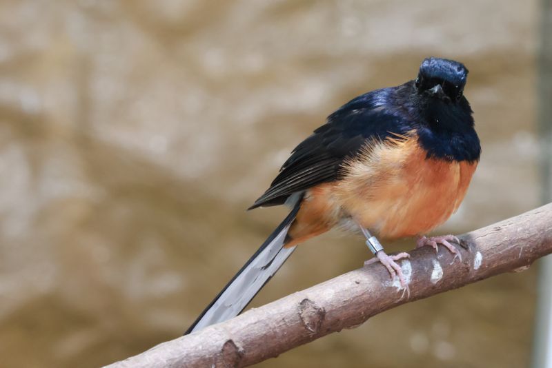 ZOO Děčín - Ptačí svět - klikněte pro zobrazení detailu ZOO Děčín - Ptačí svět - klikněte pro zobrazení detailu