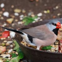 ZOO Děčín - Ptačí svět  - klikněte pro zobrazení detailu