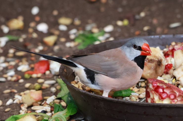 zobrazit detail snímku: ZOO Děčín - Ptačí svět 