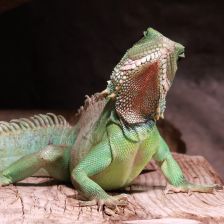 ZOO Děčín - Rajské ostrovy