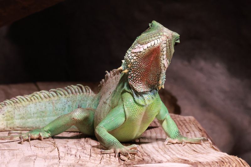 ZOO Děčín - Rajské ostrovy - klikněte pro zobrazení detailu ZOO Děčín - Rajské ostrovy - klikněte pro zobrazení detailu