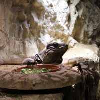 ZOO Děčín - Rajské ostrovy - klikněte pro zobrazení detailu