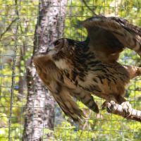 ZOO Děčín - sovice krahujcová - klikněte pro zobrazení detailu