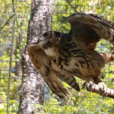 ZOO Děčín - sovice krahujcová