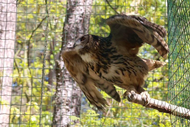 zobrazit detail snímku: ZOO Děčín - sovice krahujcová