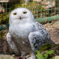 ZOO Děčín - sovice sněžná - klikněte pro zobrazení detailu