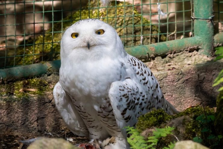 zobrazit detail snímku: ZOO Děčín - sovice sněžná