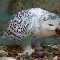 ZOO Děčín - sovice sněžná - klikněte pro zobrazení detailu