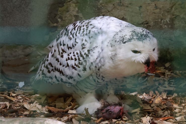 zobrazit detail snímku: ZOO Děčín - sovice sněžná