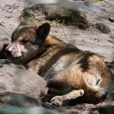 ZOO Děčín - Vlk eurasijský