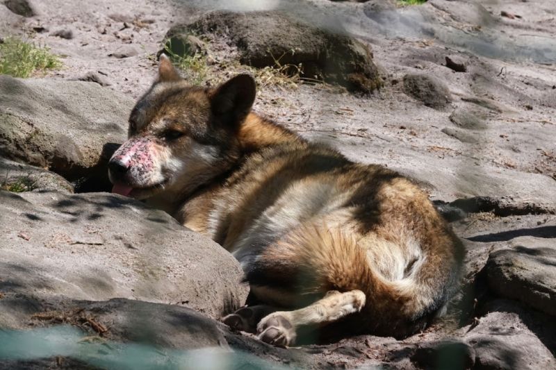 ZOO Děčín - Vlk eurasijský - klikněte pro zobrazení detailu ZOO Děčín - Vlk eurasijský - klikněte pro zobrazení detailu
